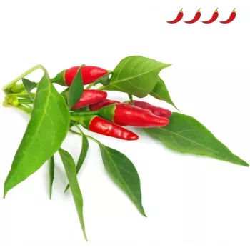 Click & Grow Piri Piri Chili Pepper Plant Pods for Smart Garden, 3-Pack (SGR67X3)