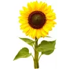 Click & Grow Mini Sunflower Plant Pods for Smart Garden, 3-Pack (SGR65X3)