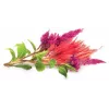 Click & Grow Cockscomb Plant Pods for Smart Garden, 3-Pack (SGR4X3)