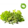 Click & Grow Steak Herb Mix Plant Pods for Smart Garden, 9-Pack (PPMSSX9)