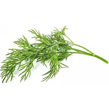 Click & Grow SGR49x3 Dill Plant Pod Refill 3-Pack