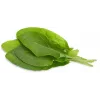 Click & Grow Sorrel Plant Pods for Smart Garden, 3-Pack (SGR55X3)