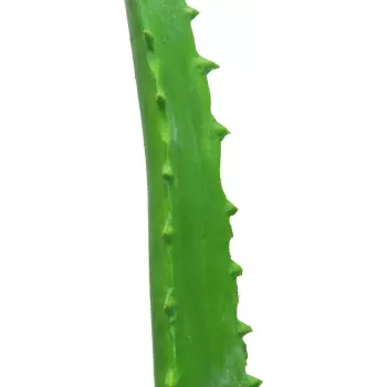 EUROPALMS Artificial Aloe Vera Plant in Black Pot, 63cm 82809112