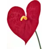 EUROPALMS Artificial Anthurium, 70 cm 82530164