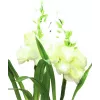 EUROPALMS Arum, 3-Piece Set with LEDs, White, 85cm (83330302)