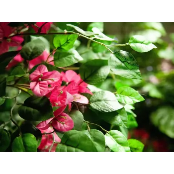 EUROPALMS Bougainvillea Artificial Plant, Pink, 150 cm 82507055