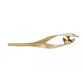 EUROPALMS Dried Palm Leaf Head, Gold, 60 cm 83502362
