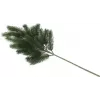 EUROPALMS Pine Branch, PE, 65cm 83500420