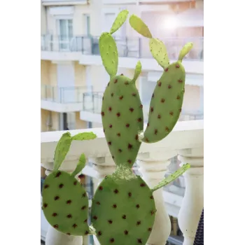 EUROPALMS Leaf Cactus Artificial Plant, 75cm 82600068