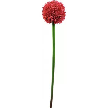 EUROPALMS Artificial Allium Stem, Red, 55cm 82530568