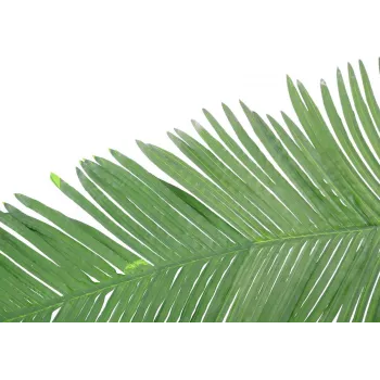 EUROPALMS Artificial Coconut Royal Palm Frond, 180cm 82509847