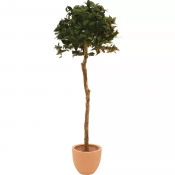 EUROPALMS Artificial Laurel Ball Tree, 180cm 82506946