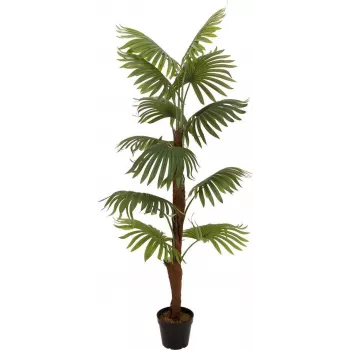 EUROPALMS fan palm artificial plant, 155cm 82509303